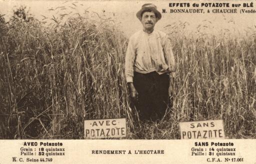 Après la première guerre mondiale, le rendement amélioré des récoltes de blé avec les premiers engrais chimiques "Potazote" chez Constant Bonnaudet, à Chauché.